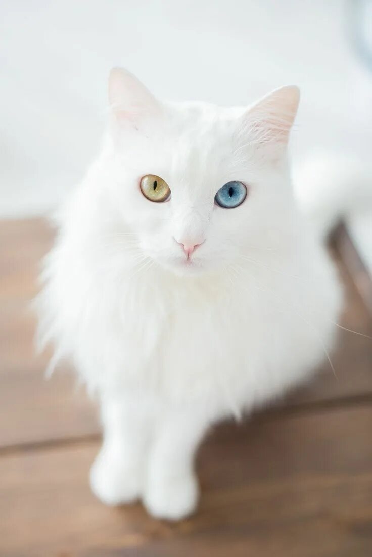 Покажи фото белого кота Odd-eyed cats are felines with heterochromia iridum, meaning an individual has o