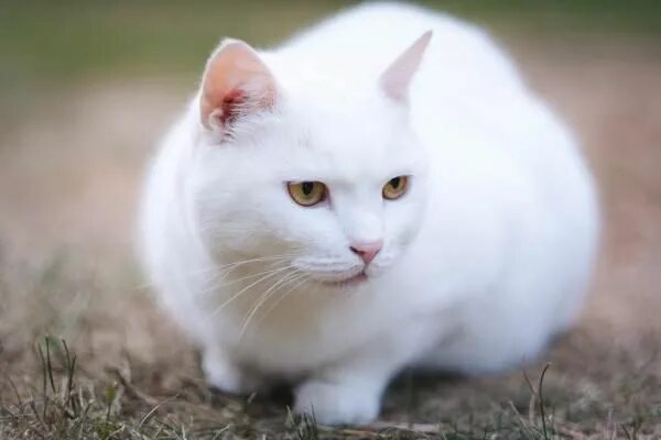 Покажи фото белого котика Beautiful White Cat Black cat breeds, Cat breeds, White cat breeds