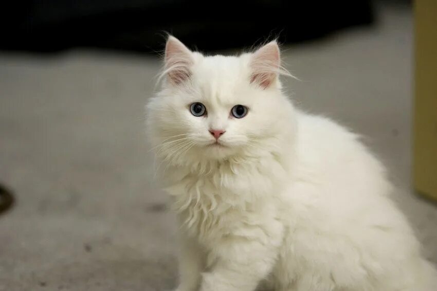 Покажи фото белого котика Cymric Cat White Cats, White cat, Fluffy cat