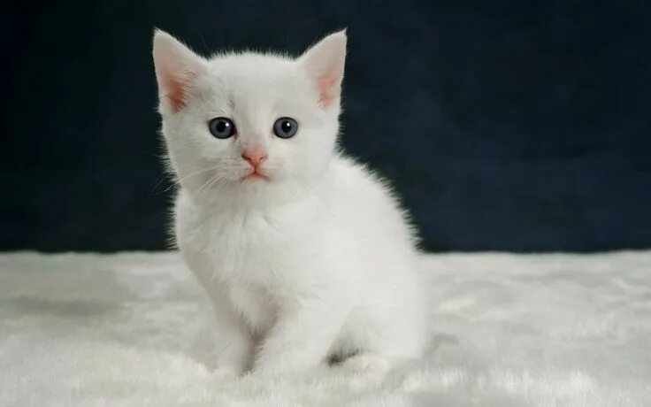 Покажи фото белого котика Fond d’écran gratuit: Un petit chaton blanc qui fixe la caméra Chat duveteux, Pe