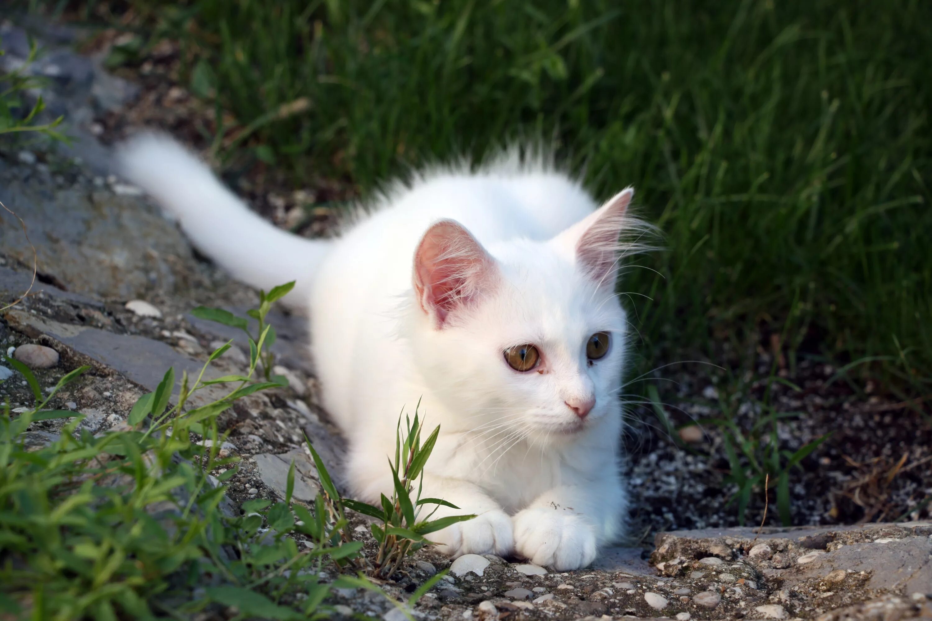 Покажи фото белого котика Free Images : vertebrate, fauna, whiskers, kitten, cat like mammal, grass, small