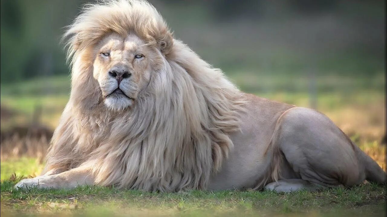 Покажи фото белого льва Watch : Rare White Lion with Majestic Lustrous Mane in South Africa Goes Viral -