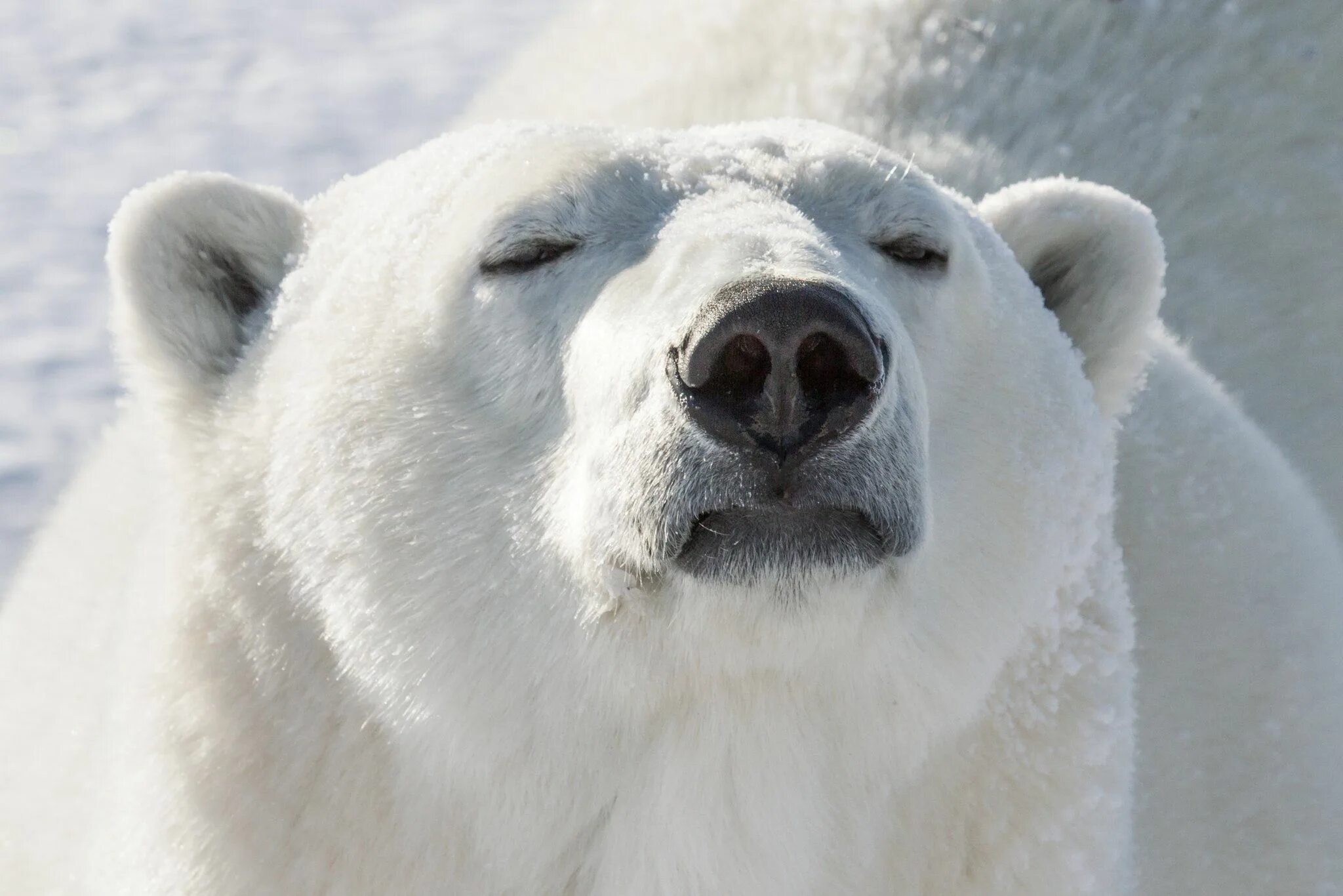 Покажи фото белого медведя beth locascio on Polar bear images, Polar bear, Bear