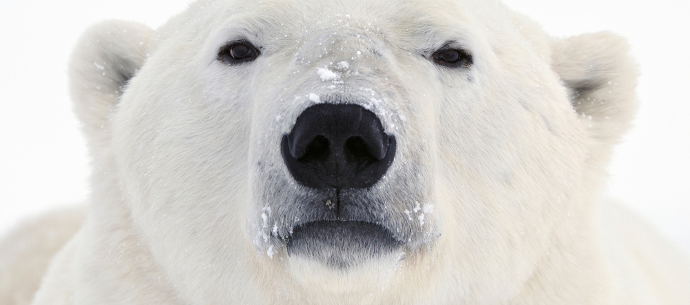 Покажи фото белого медведя polar bear claws - Google Search Polar bear, Polar bears international, Polar be