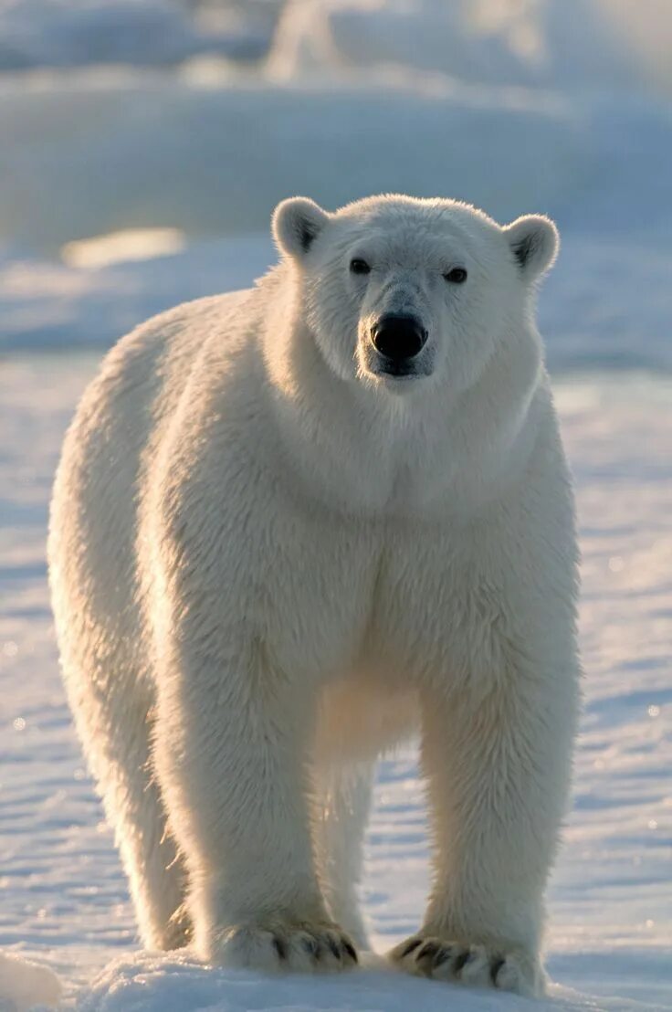 Покажи фото белого медведя Polar bear, Spitsbergen, Norway- JaMonkey Polar bear images, Bear pictures, Pola