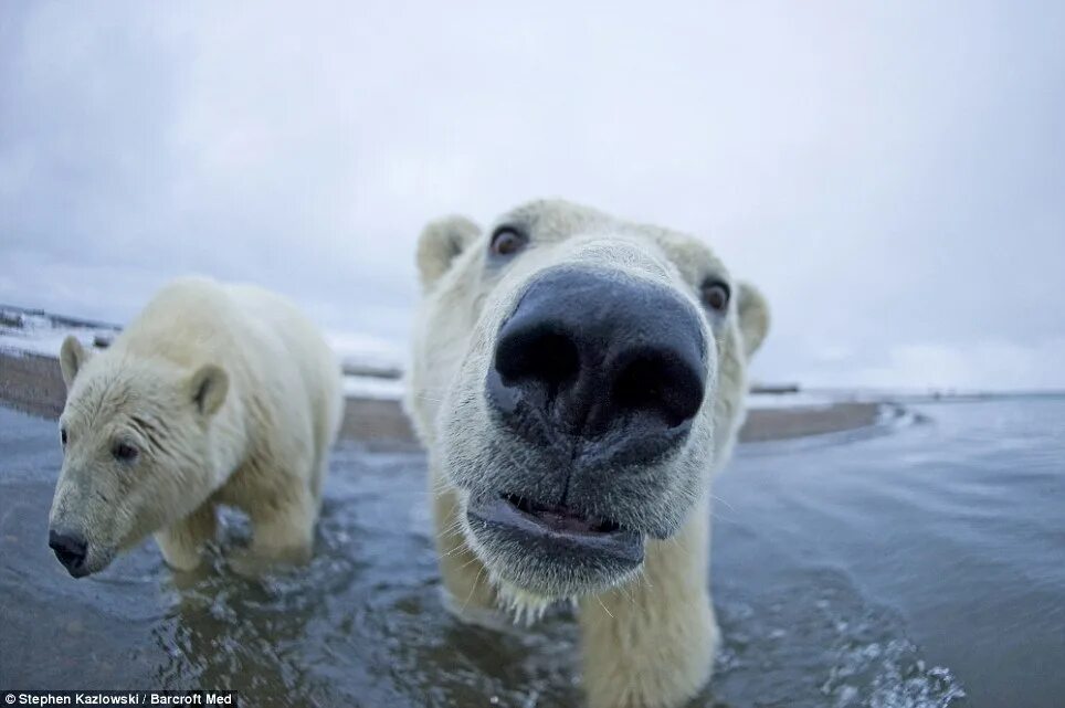 Покажи фото белого медведя Ice to see you! Curious polar bears get up close and personal with brave wildlif