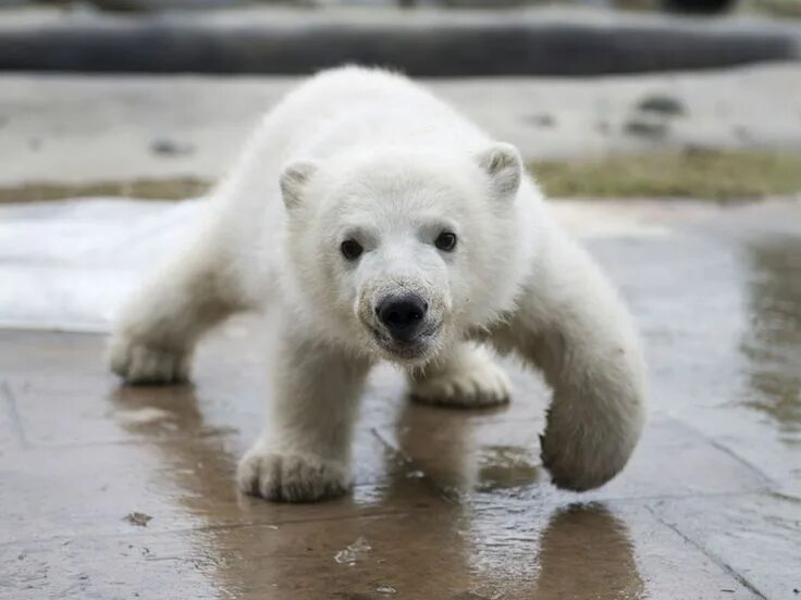 Покажи фото белого медведя Photos: The Toronto Zoo’s new polar bear cub makes his debut Baby polar bears, P