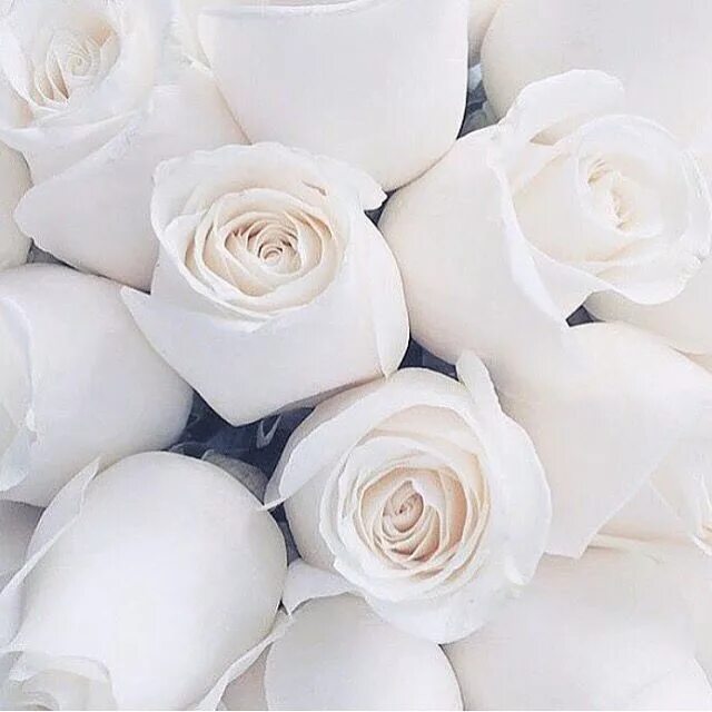 Покажи фото белого цвета Pin by Ummi Ummi on ✨ любимые фотки ✨ White roses, Rare flowers, Beautiful flowe