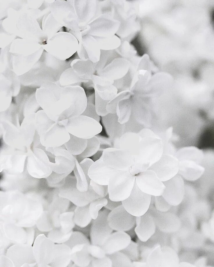 Покажи фото белого цвета Pin on White aesthetic Flower aesthetic, White aesthetic, Black and white aesthe