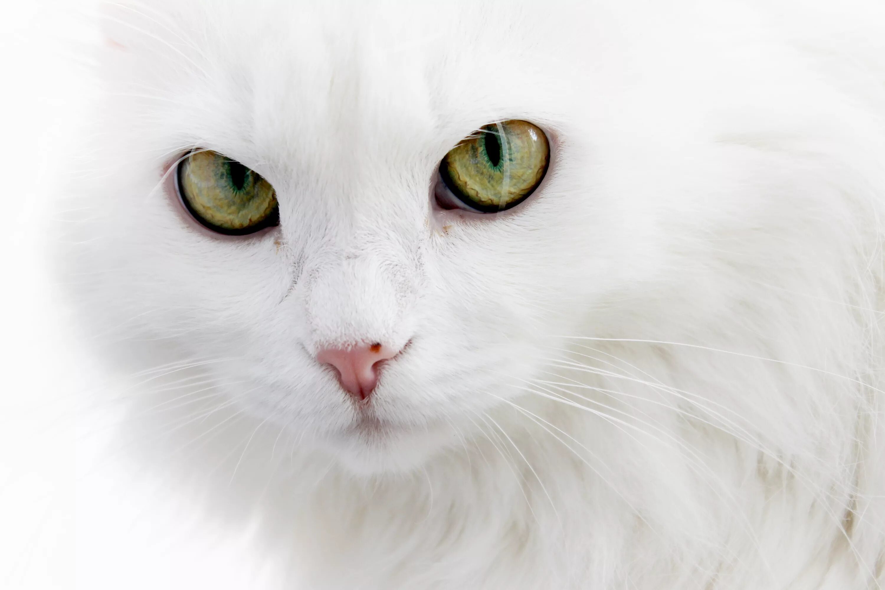 Покажи фото белого цвета Serious white cat Desktop wallpapers 1280x800