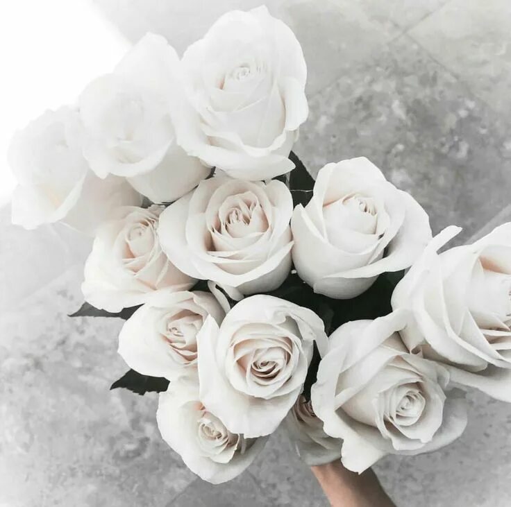 Покажи фото белого цвета Find images and videos about white, flowers and rose on We Heart It - the app to