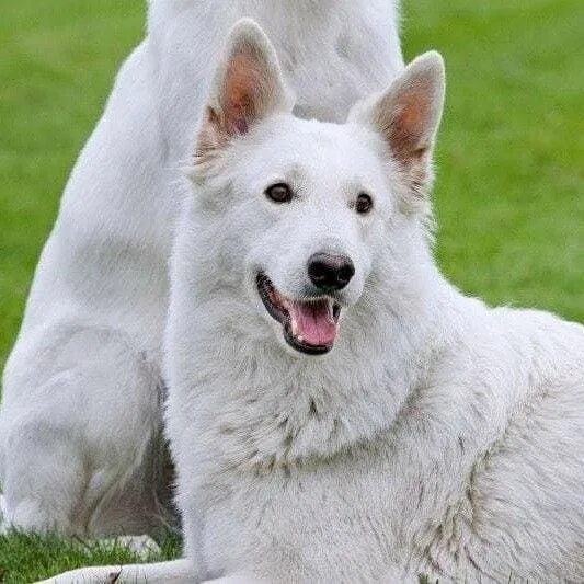 Покажи фото белой овчарки Kennel Club Warns White Swiss Shepherd Dogs Could Be Sold Off Using Cheaper Whit