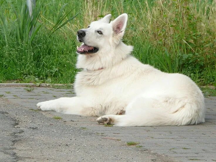 Покажи фото белой овчарки File:Weißer Schäferhund HD.JPG White german shepherd, White shepherd, White swis