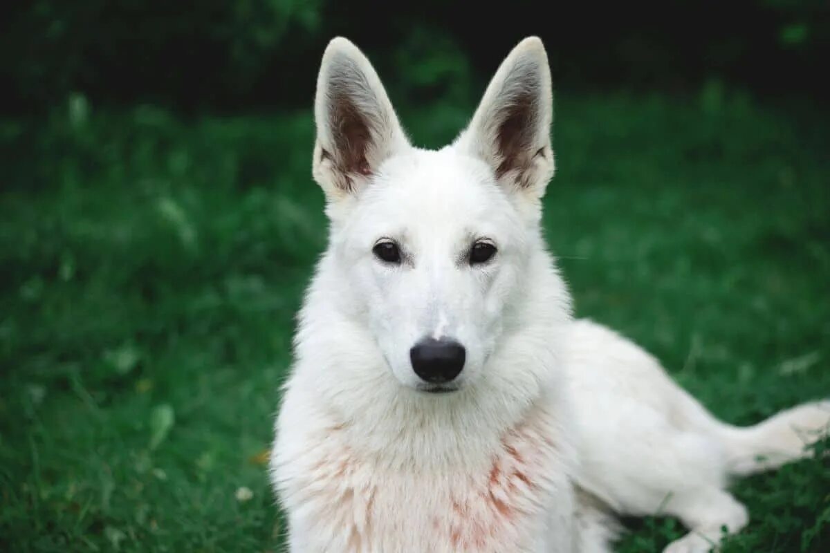 Покажи фото белой овчарки What You Should Know About The White German Shepherd?