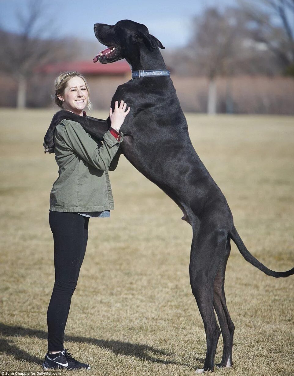 Покажи фото больших собак World's Tallest Dog? Meet Great Dane Rocko 7 feet tall and 167 pounds Animali, C