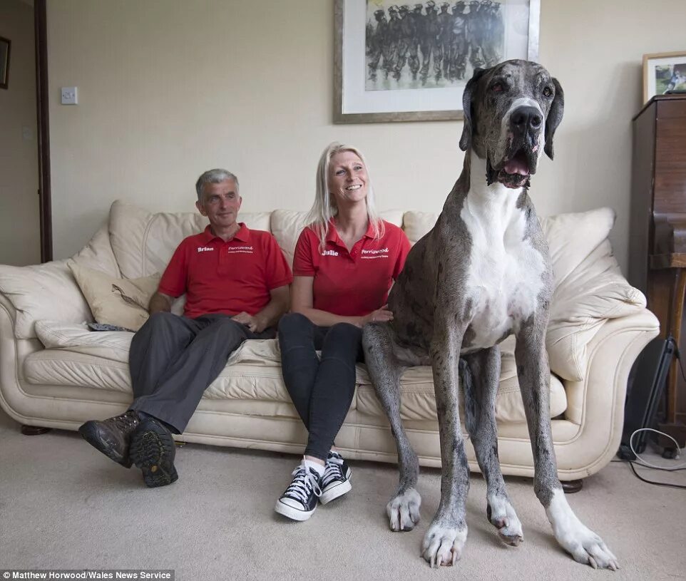 Покажи фото больших собак SEVEN FOOT Great Dane could be crowned world's tallest dog