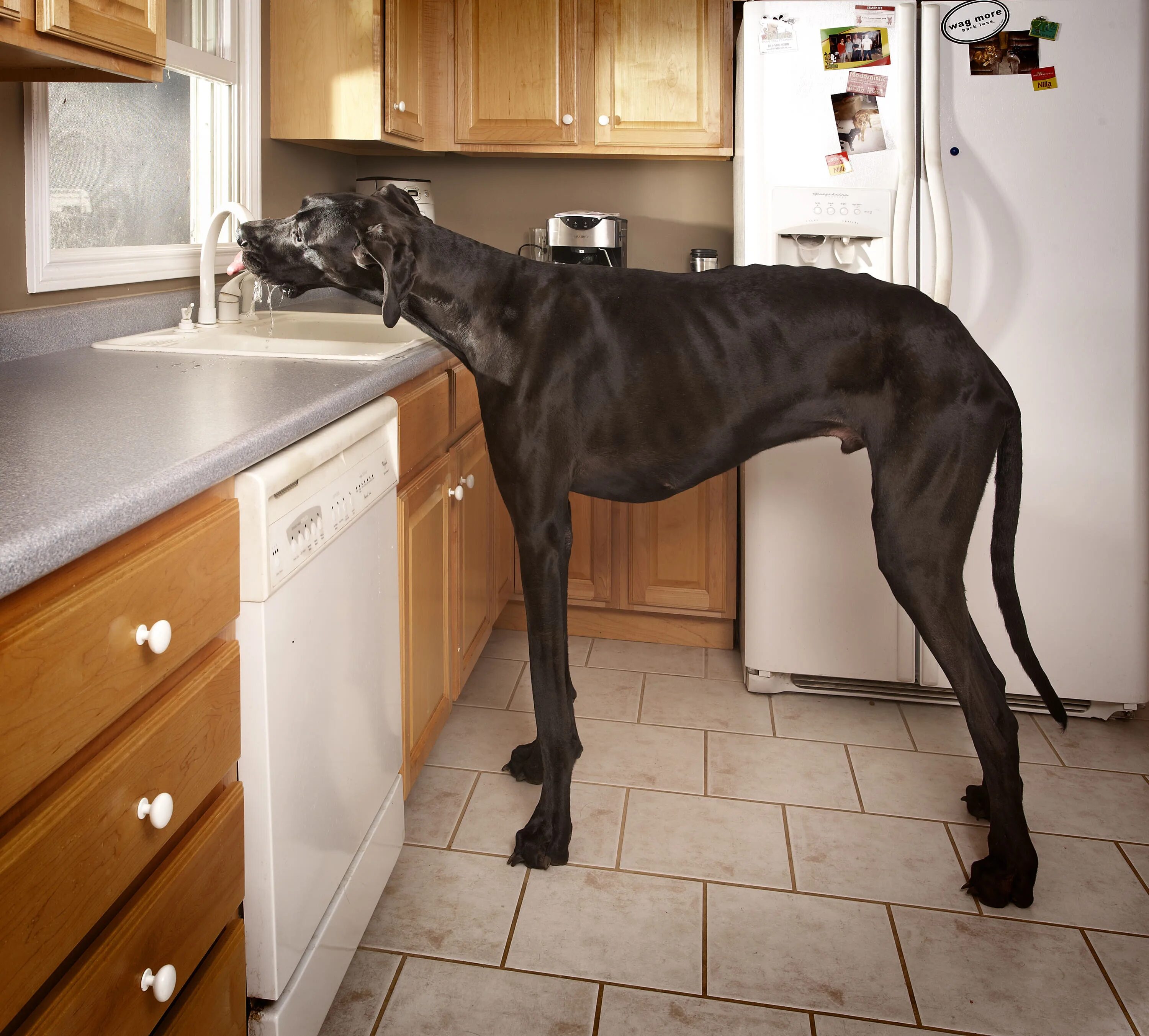 Покажи фото больших собак The World's Tallest Dog