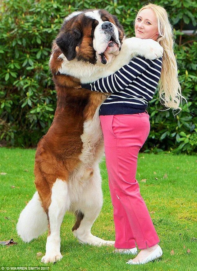 Покажи фото больших собак Six pet owners share their experiences of living with their huge dogs Huge dogs,