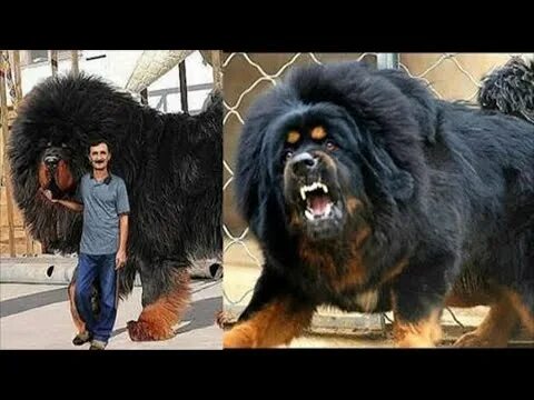 Покажи фото больших собак 10 BIGGEST DOGS in the WORLD - YouTube