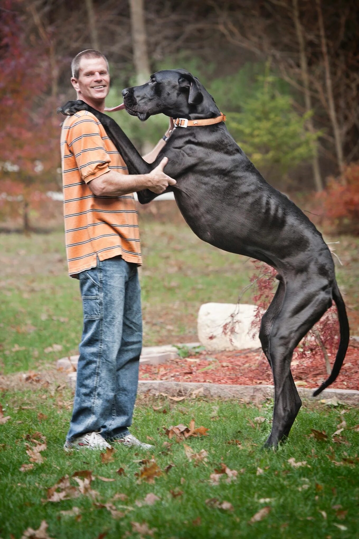 Покажи фото больших собак World's tallest dog Zeus - in pictures Cachorro grande, Cachorro, Material do cã