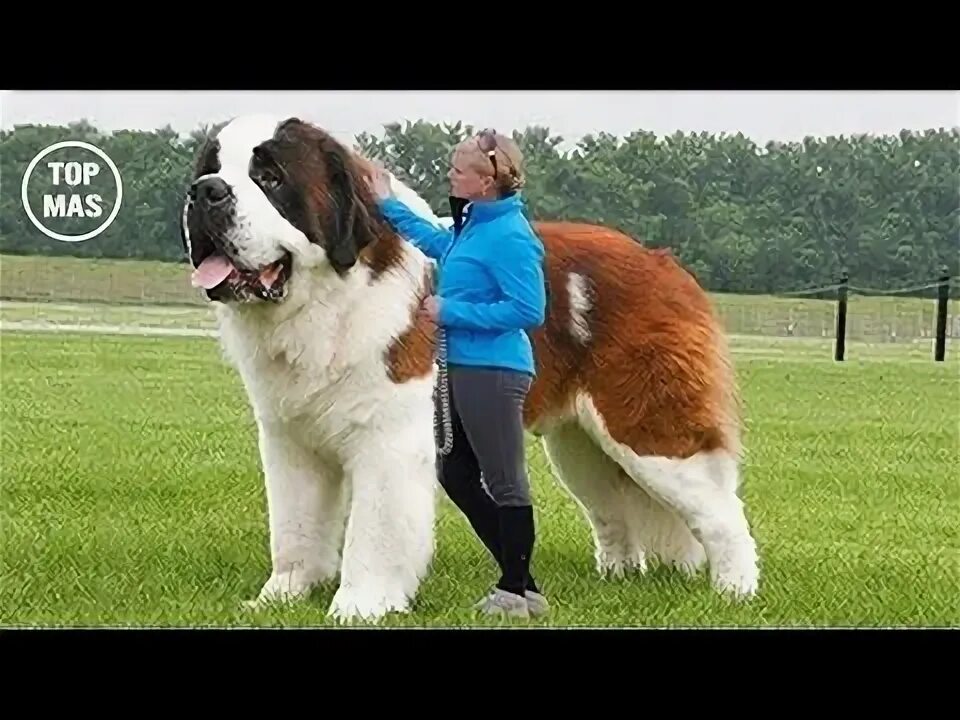 Покажи фото больших собак LOS PERRITOS MAS TIERNOS Y PEQUEÑOS DEL MUNDO! - YouTube Dog breeds, Big dog bre