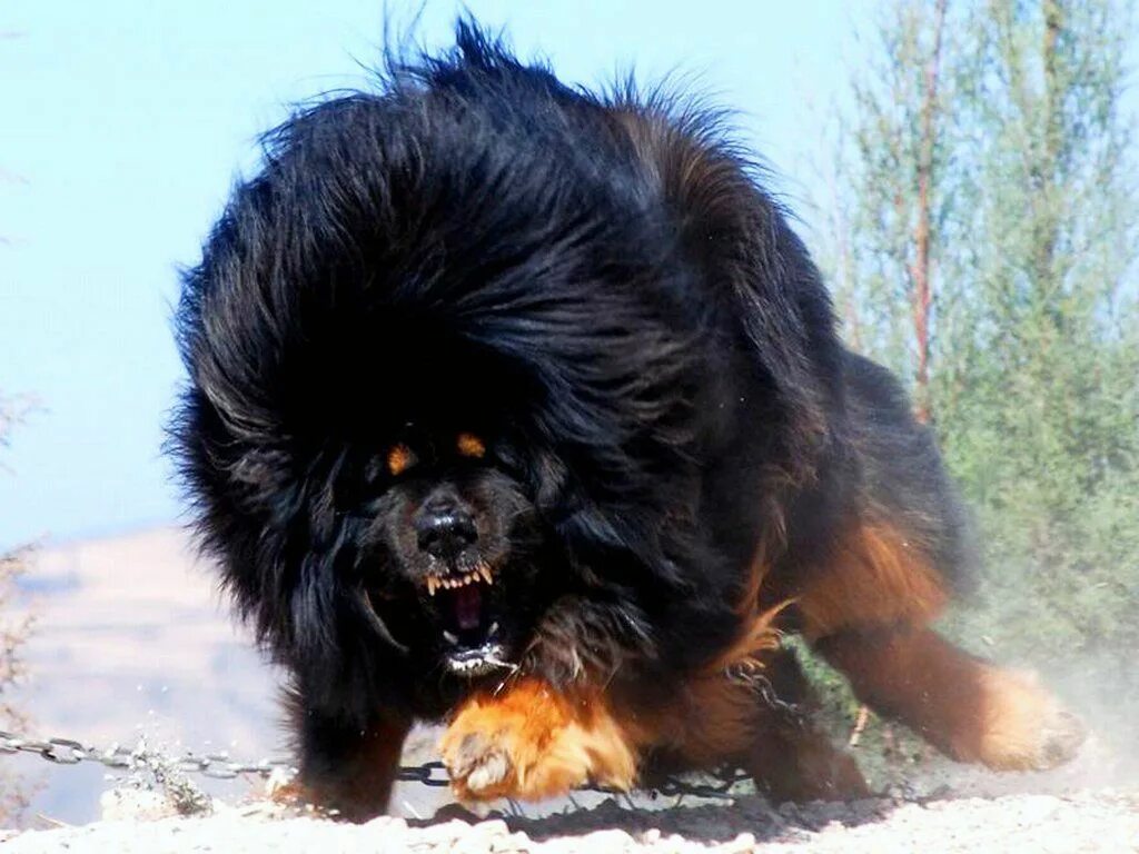 Покажи фото больших собак Tibetan Mastiff Dogue du tibet, Gros chien, Le plus grand chien du monde