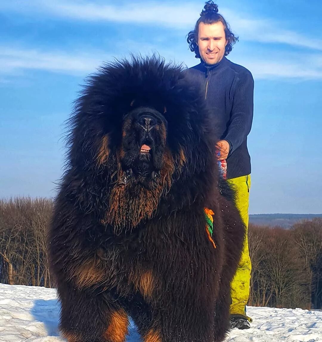 Покажи фото больших собак 18 фотографий тибетских мастифов - лохматых КамАЗов в мире собак