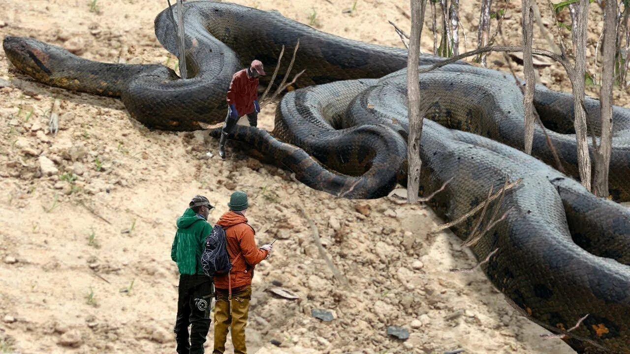 Покажи фото больших змей A MAIOR COBRA DO MUNDO FOI ENCONTRADA! - YouTube