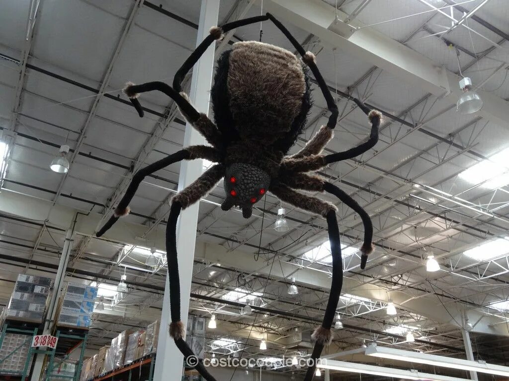 Покажи фото большого паука Scare the trick or treaters on Halloween with this Giant Spider With LED Eyes! D