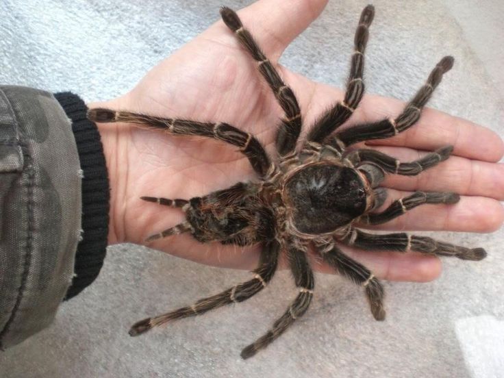 Покажи фото большого паука Goliath Birdeater, largest spider in the world by mass. Arañas, Araña goliat, Ar