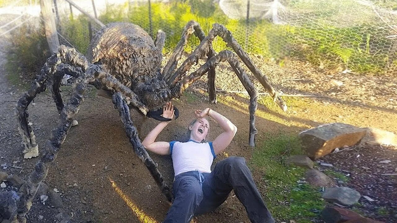 Покажи фото большого паука giant spider attacks girl.. - YouTube