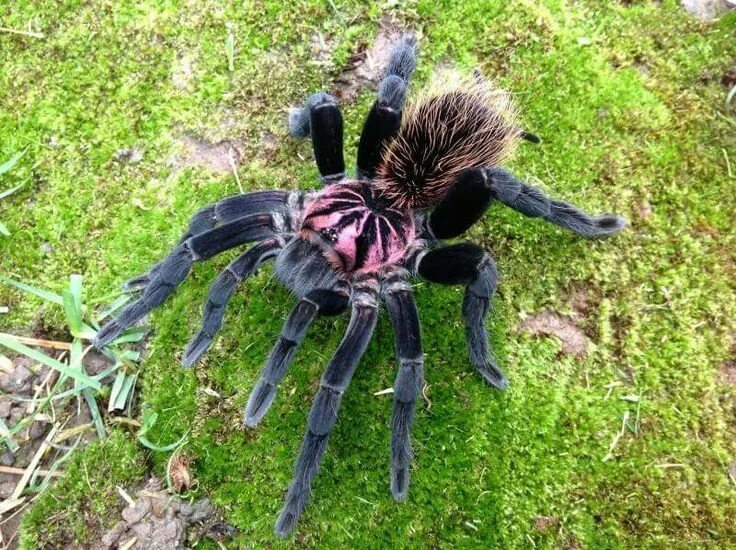 Покажи фото большого паука Columbian Lesserback Tarantula Arachnids, Tarantula, Animal photography