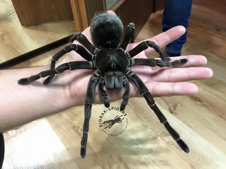 Покажи фото большого паука Pin on Real Monsters Pet spider, Pet tarantula, Dangerous spiders