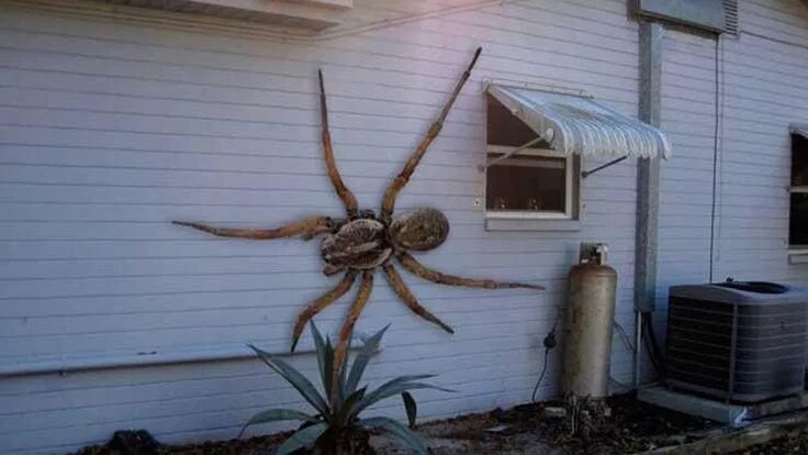 Покажи фото большого паука World&#39;s Biggest Hawaiian Cane Spider ATTACKS HOUSE - YouTube Large spiders, 