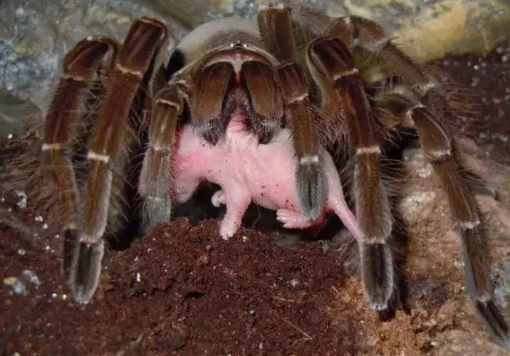 Покажи фото большого паука Pin em ANIMAIS vertebrados e invertebrados