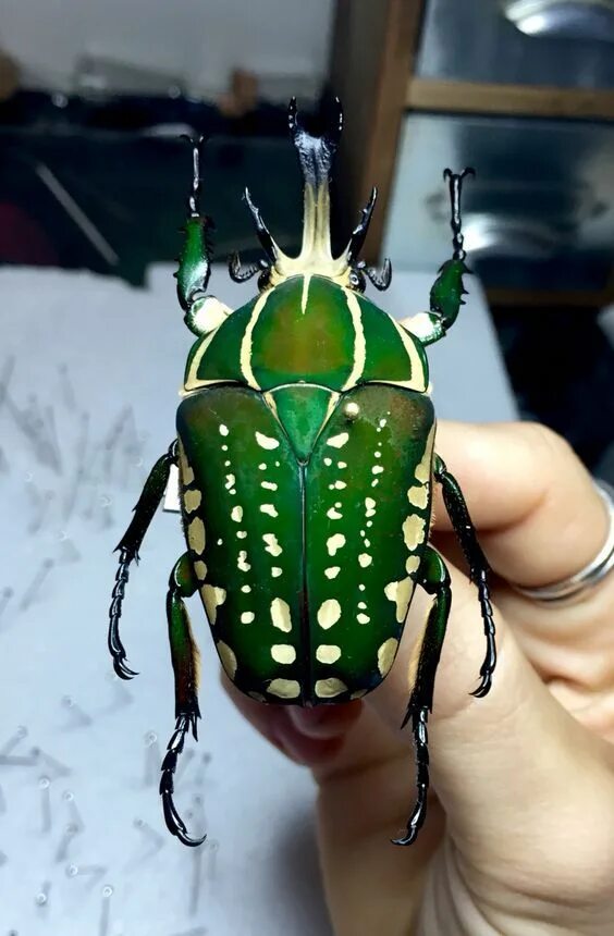 Покажи фото большого жука Mecynorrhina Torquata - Coléoptère Africain bugs Bugs, insects, Beetle insect, B