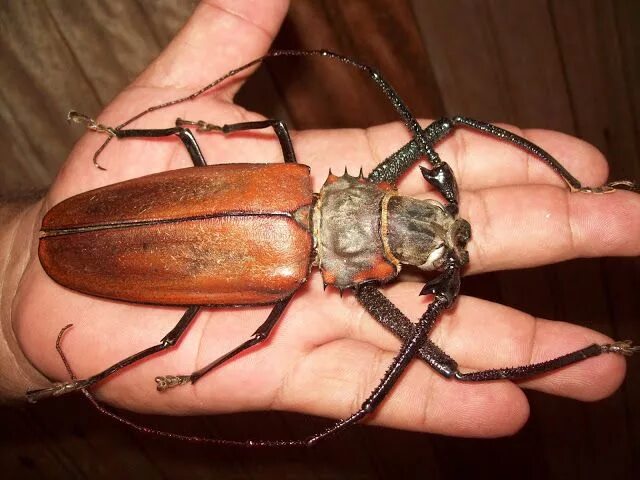 Покажи фото большого жука Mundo dos insetos: OS GIGANTES DA AMAZÔNIA - BESOUROS Animais da amazonia, Inset