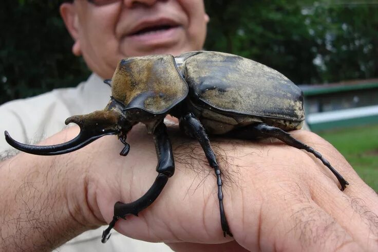 Покажи фото большого жука Giant Beetle, Costa Rica Beautiful creature, Bug art, Animals