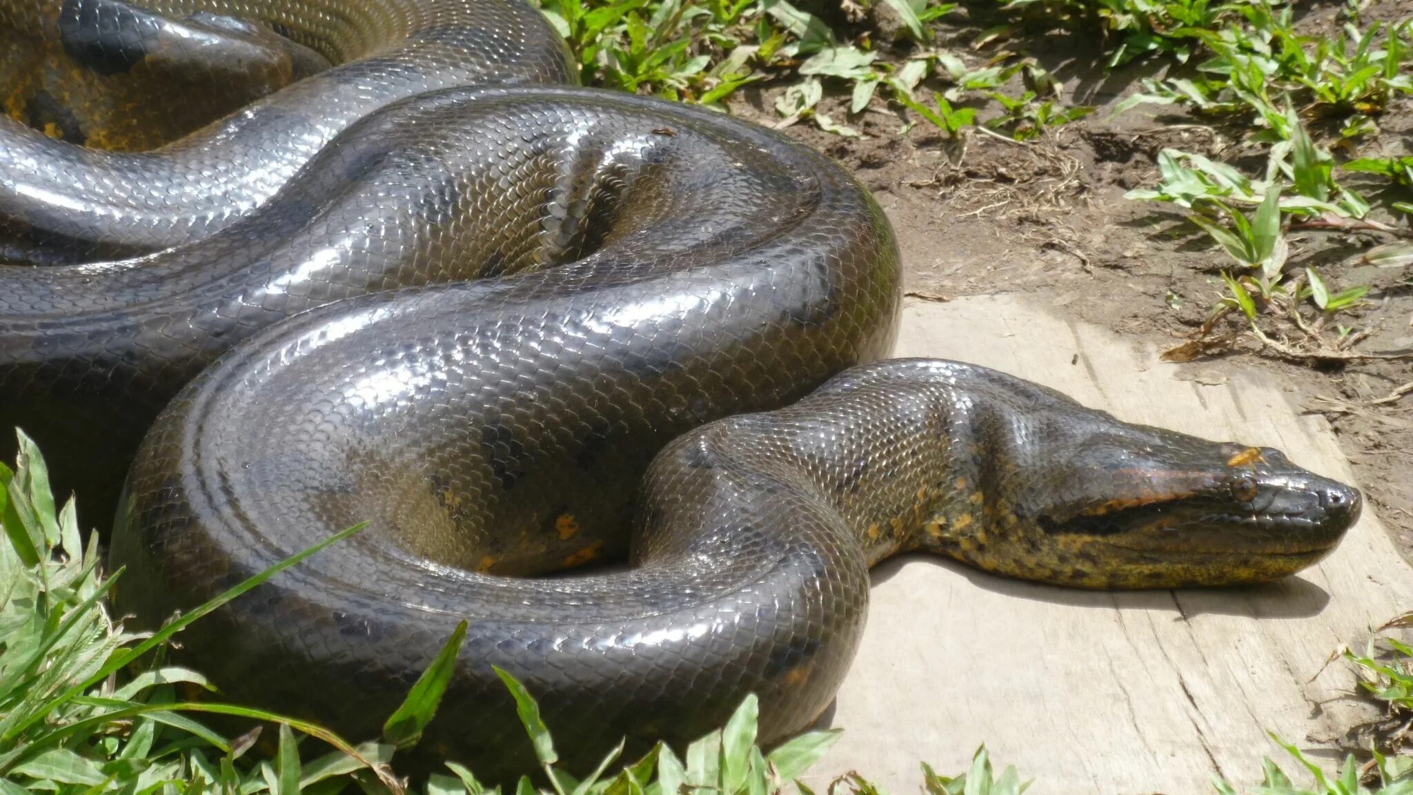 Покажи фото большой змеи snake theme background images Giant anaconda, Anaconda, World biggest snake