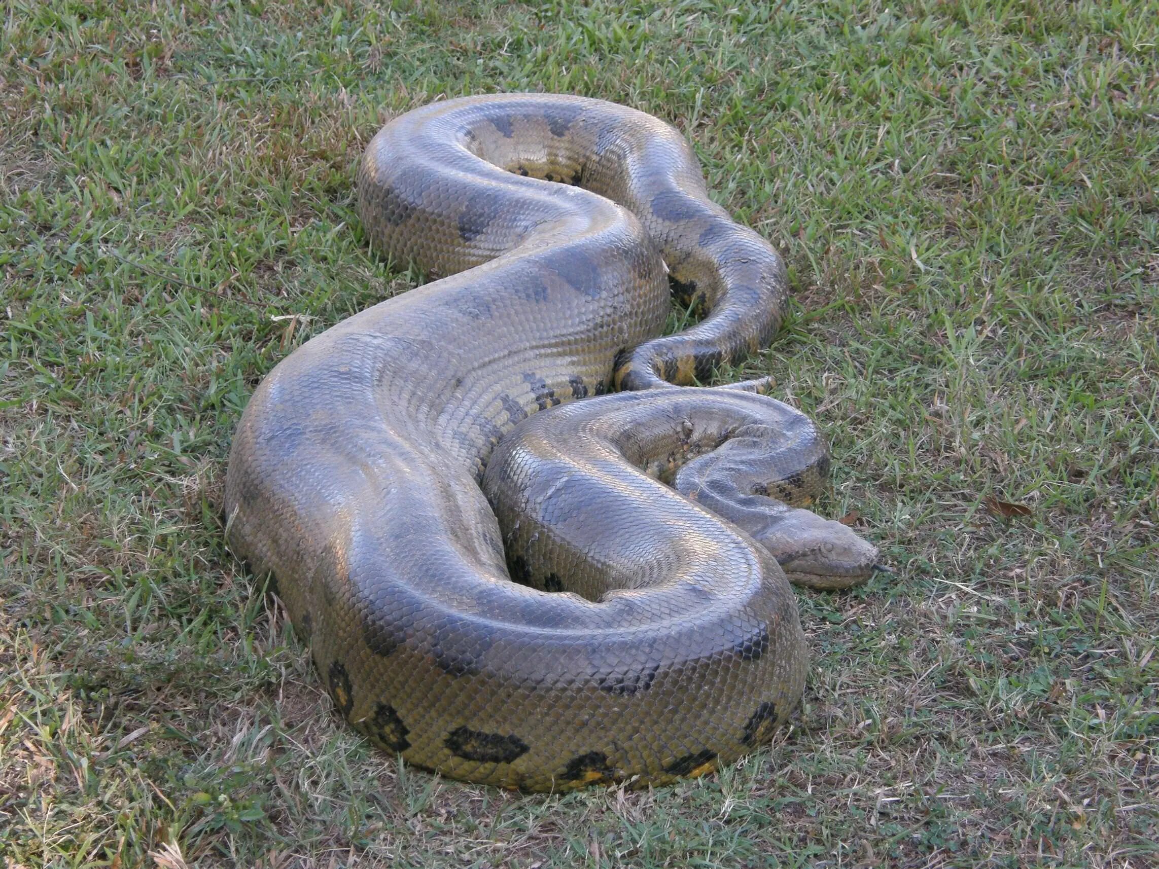 Покажи фото большой змеи The size of the Anaconda (Eunectes murinus)