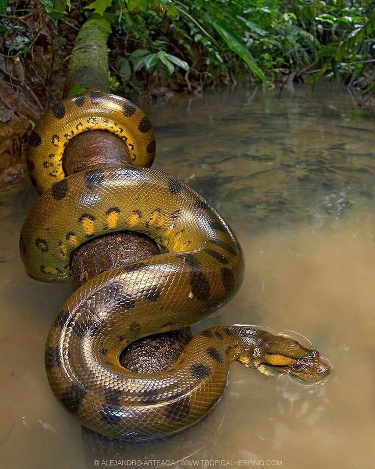 Покажи фото большой змеи Pin by Leonie on Schlangen Rainforest animals, Green anaconda, Anaconda snake