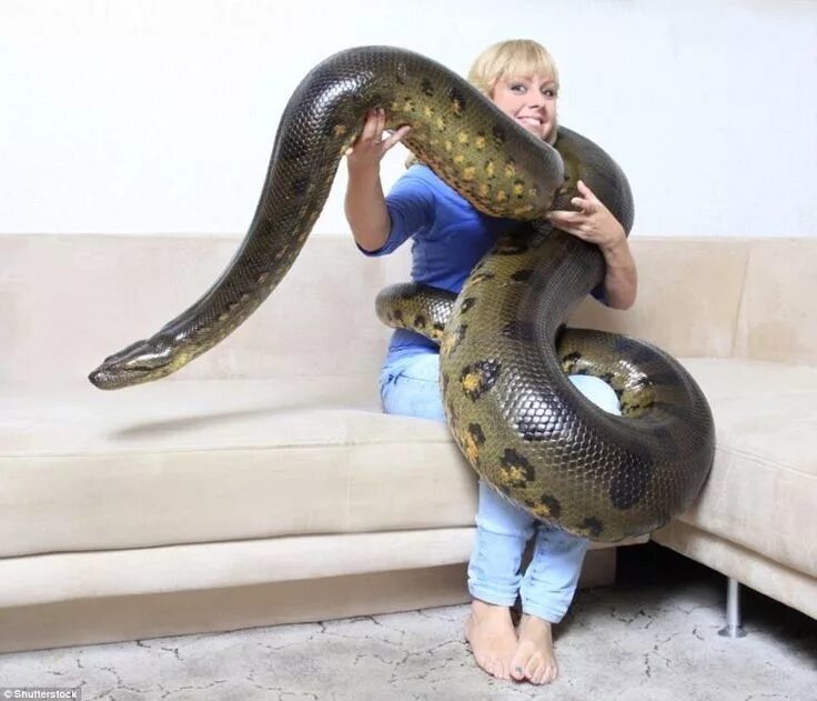 Покажи фото большой змеи A woman poses with a giant anaconda for a stock photography shot. The species of