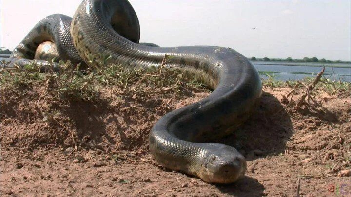 Покажи фото большой змеи Фото анаконды Anaconda snake, Giant anaconda, Big animals