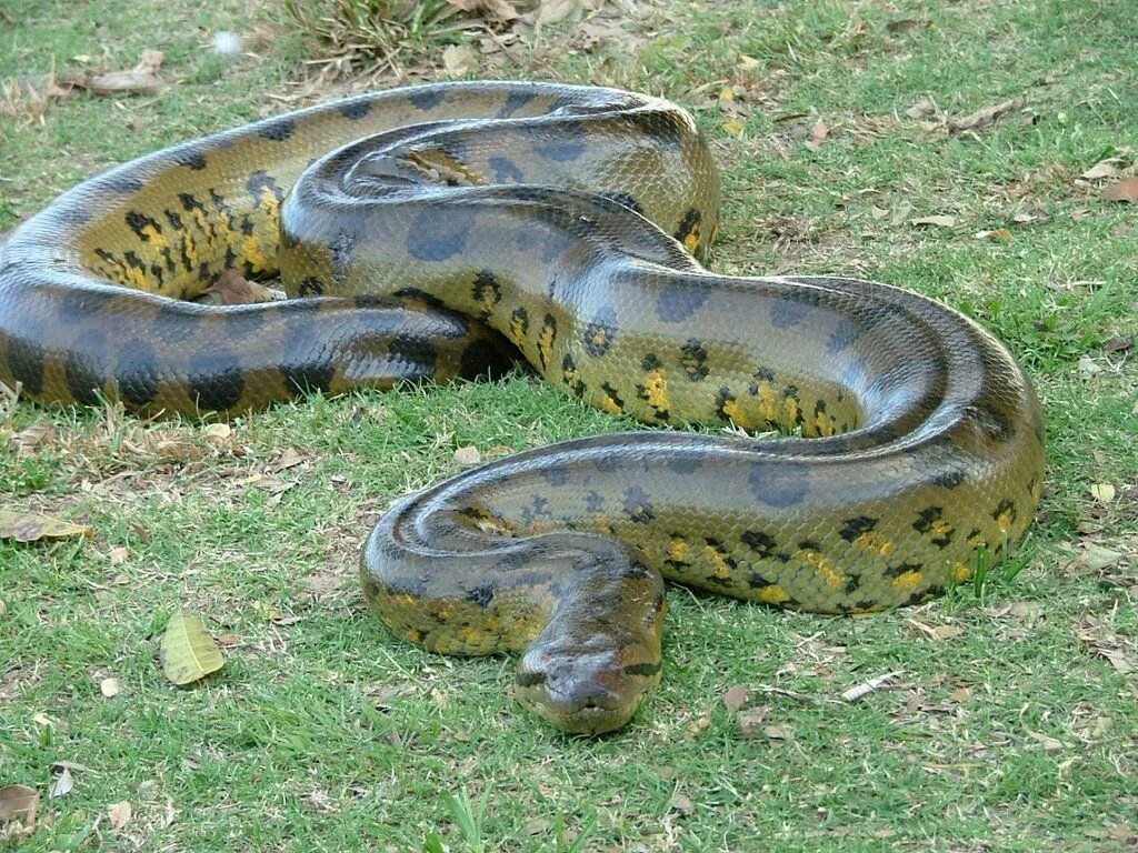 Покажи фото большой змеи The Anaconda in Zoology, is known to be the most largest and one of the longest 