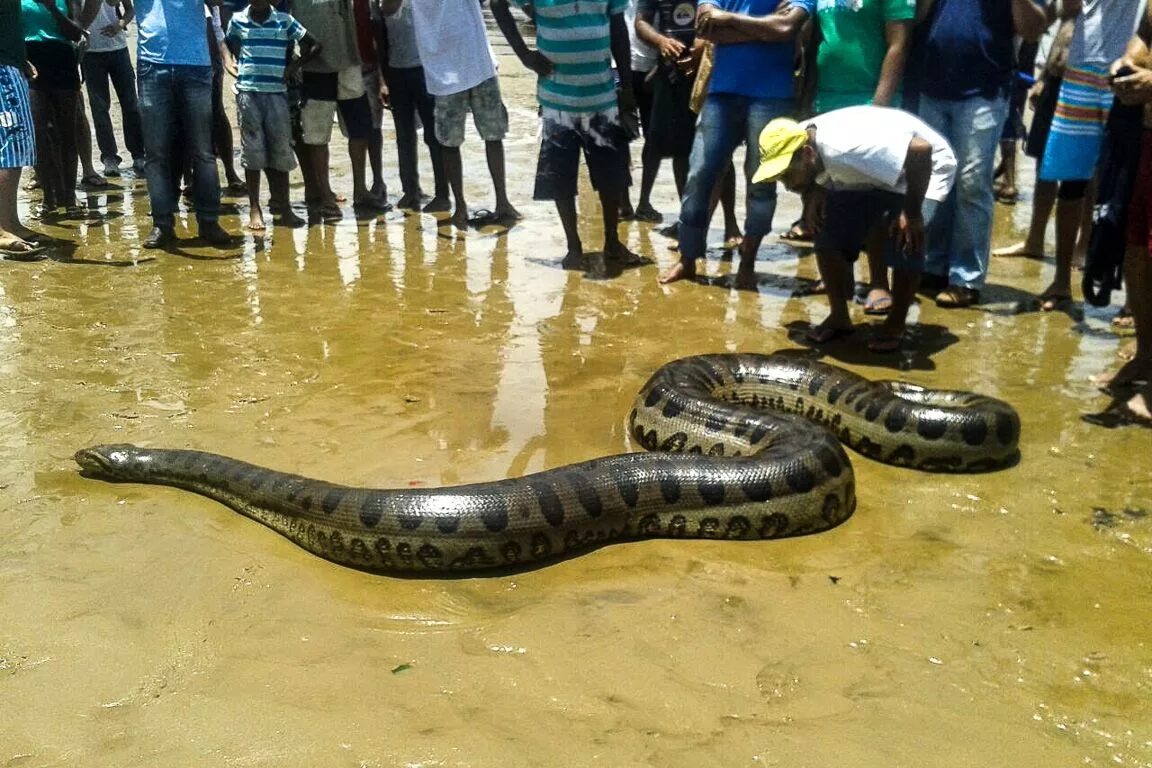 Покажи фото большой змеи O quê as sucuris matam e porque pessoas matam sucuris Animais perigosos, Cobras,