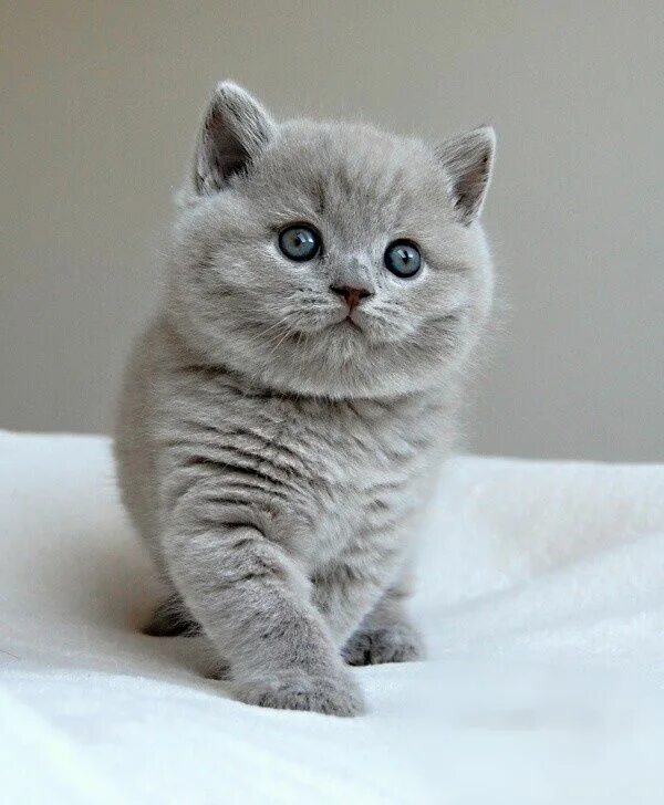 Покажи фото британских котят Beautiful kitten Beautiful cats, Cats, British shorthair cats