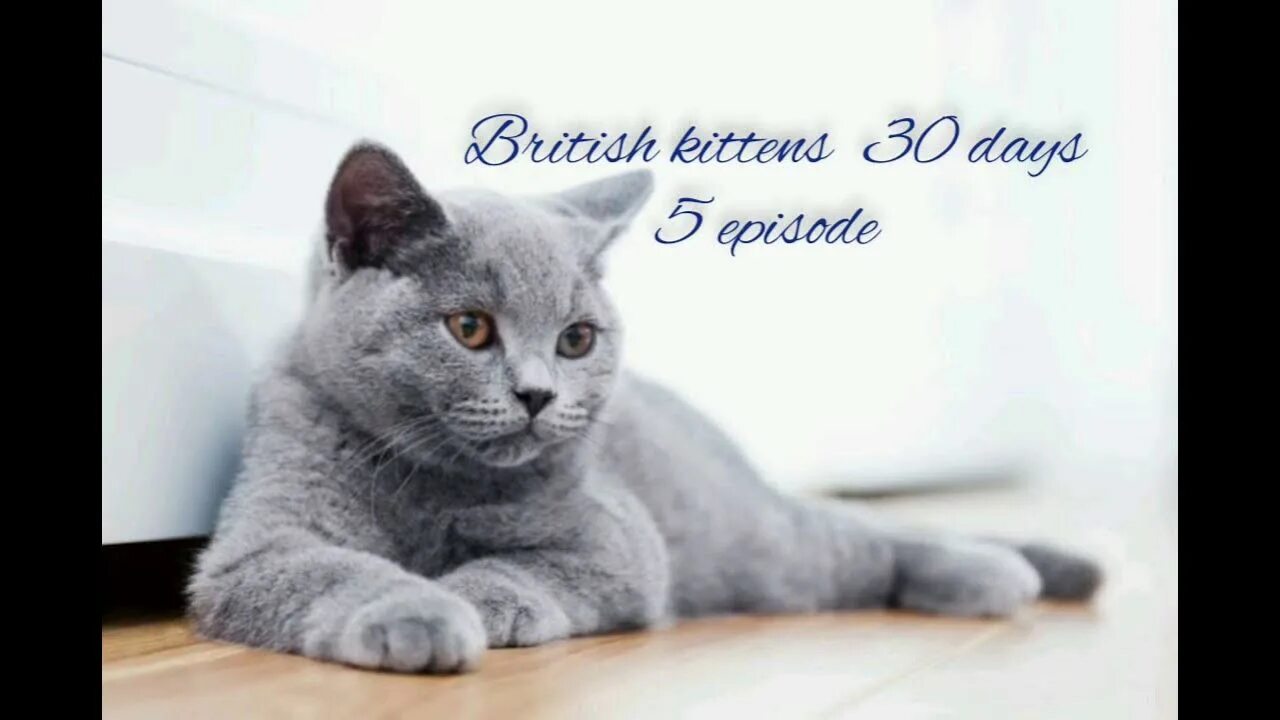 Покажи фото британского кота Бусины котята "Британцы" часть 5 episode. Kittens 30 days. - YouTube