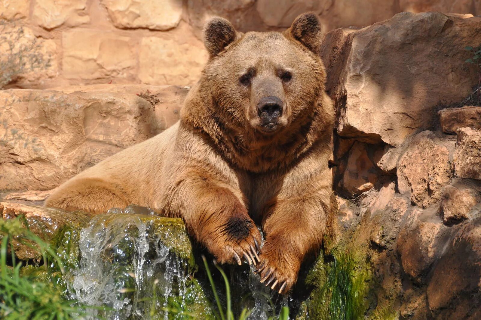 Покажи фото бурого медведя Syrian brown bear/ Ursus arctos syriacus - ZooChat