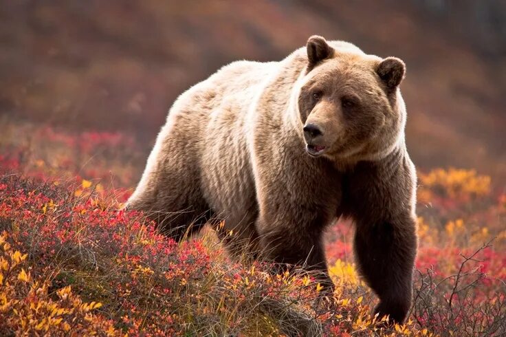 Покажи фото бурого медведя Denali Bear attack, Brown bear, Bear