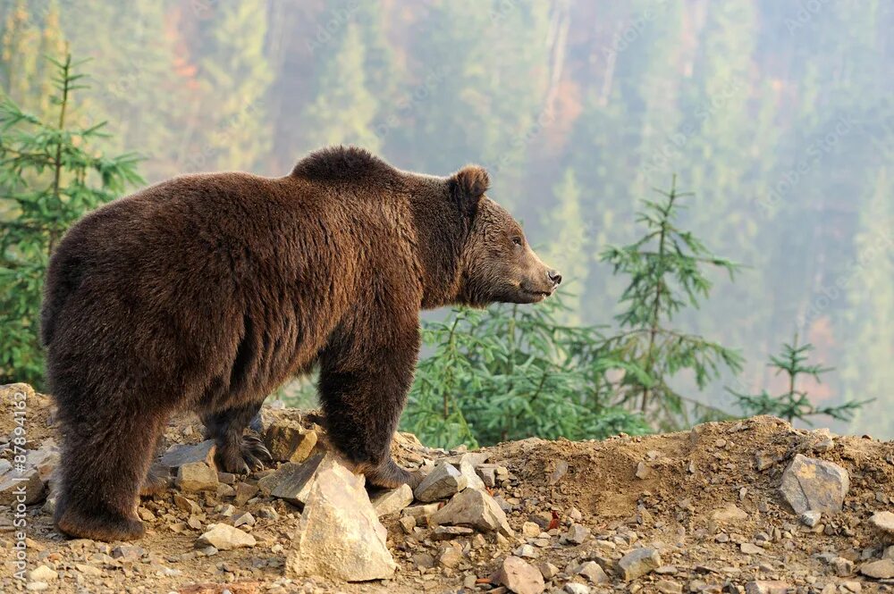 Покажи фото бурого медведя Brown bear фотография Stock Adobe Stock